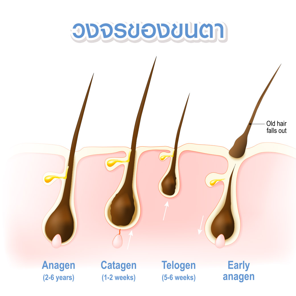 วงจรของขนตา-ขนตาร่วง